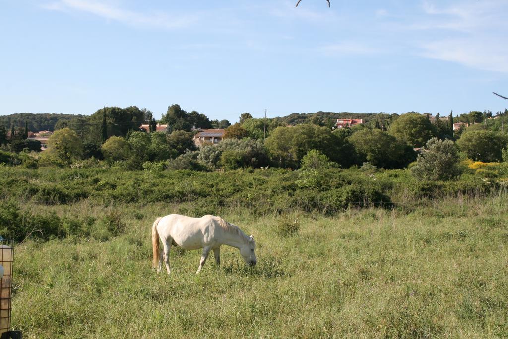 Mas Des Petits Loups Villa Cabrières Екстериор снимка